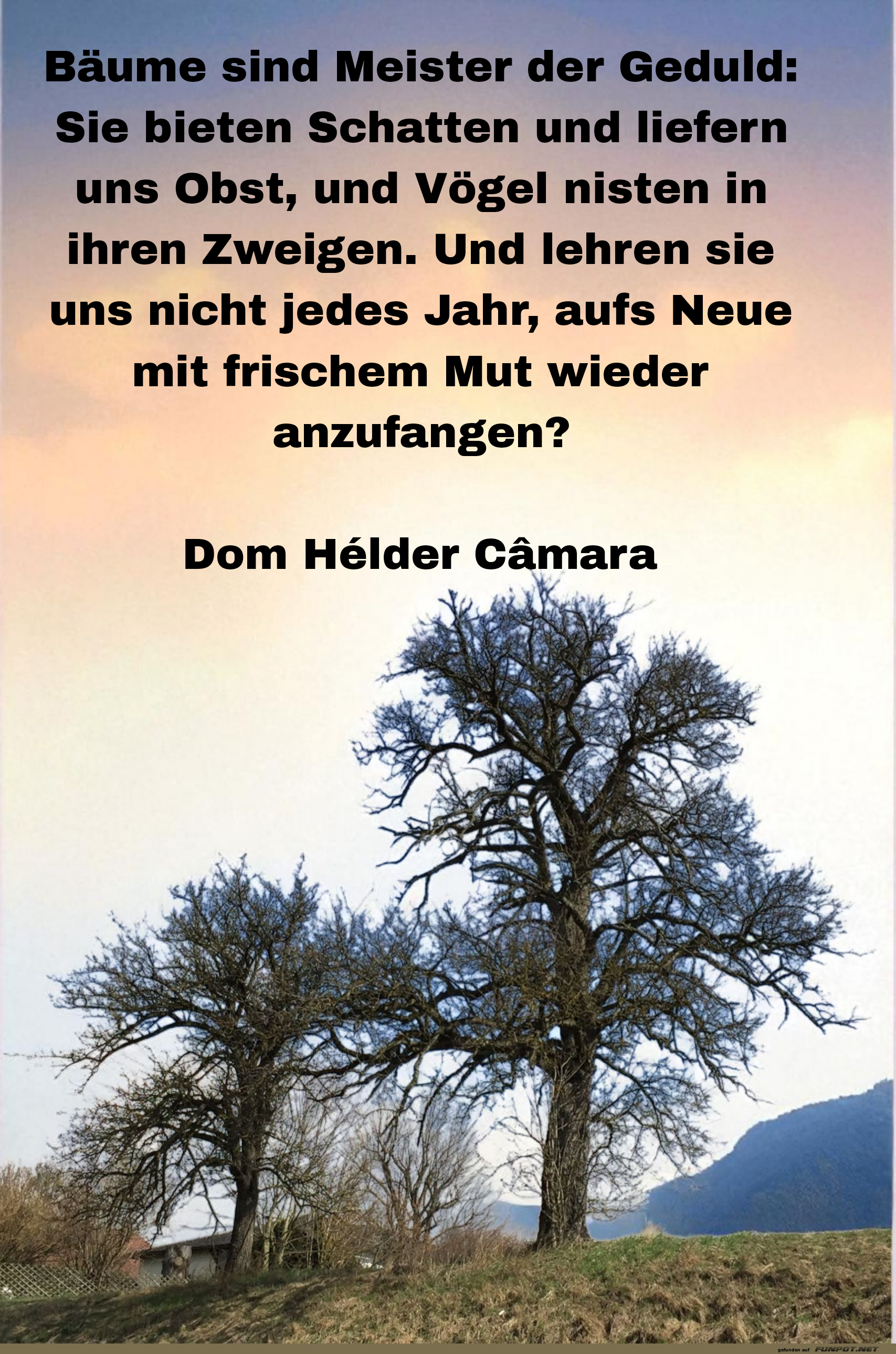 bäume sind meister