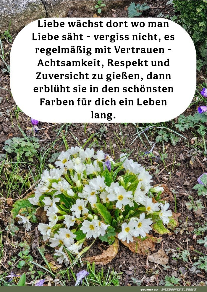 10 sch�ne Spr�che und Lebensweisheiten aus...