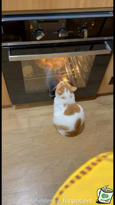 Katze beobachtet den Ofen