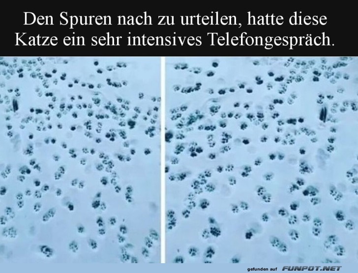 Katzenspurensuche: Das Telekatzengespräch