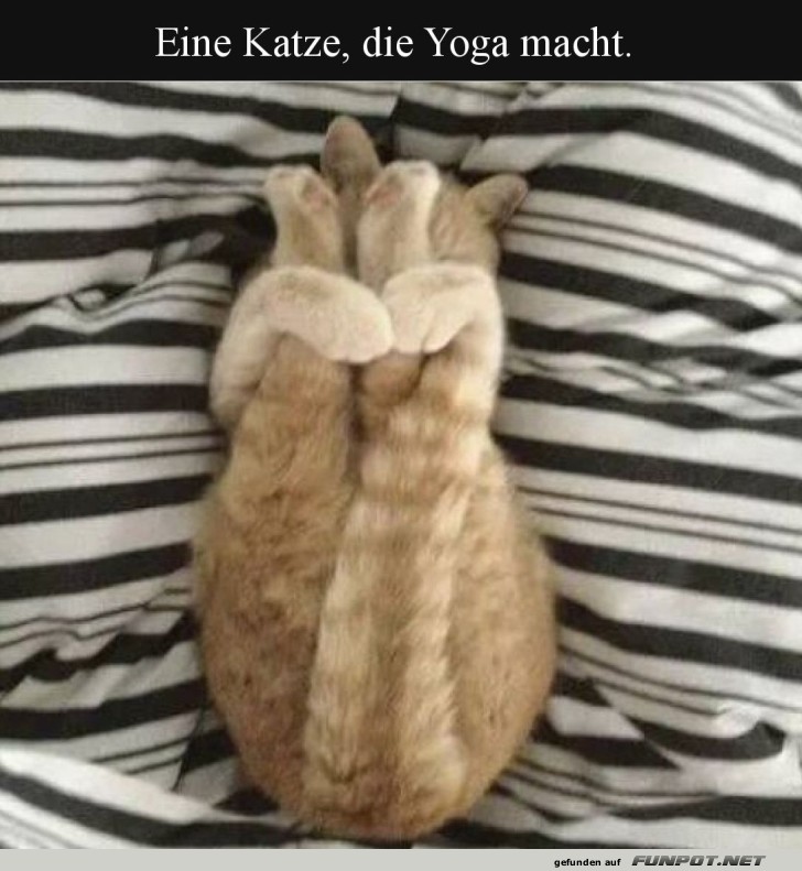 Katzen-Yoga: Der perfekte Kopfstand!