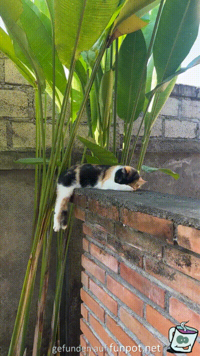 Katze h�lt eine Siesta