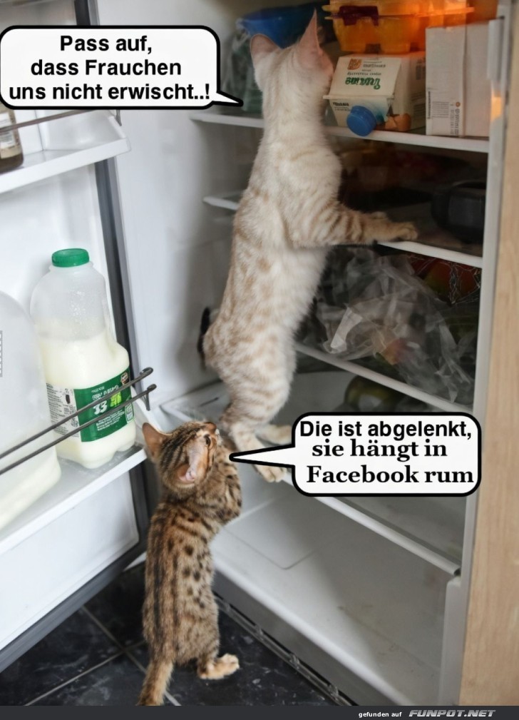 K�hlschrank-Abenteuer: Katzen im �berfallmodus!