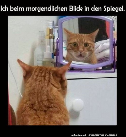 Katerglanz vs. Morgenmuffel