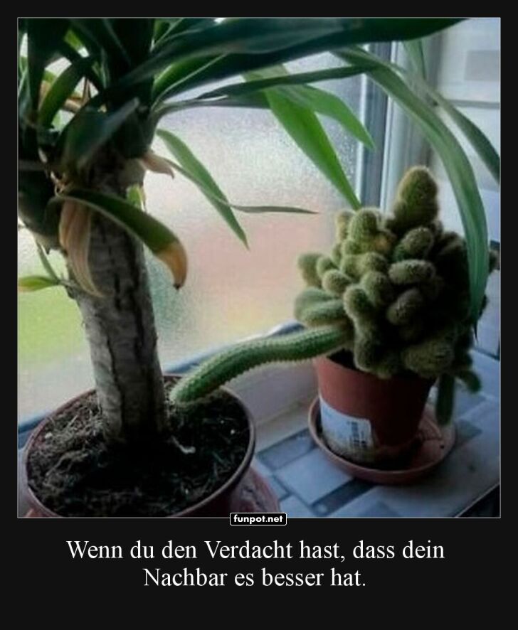 Kaktus-Komplex auf der Fensterbank