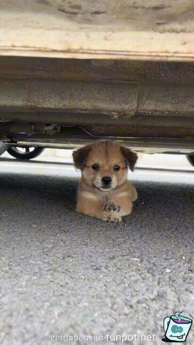 S��er Hund