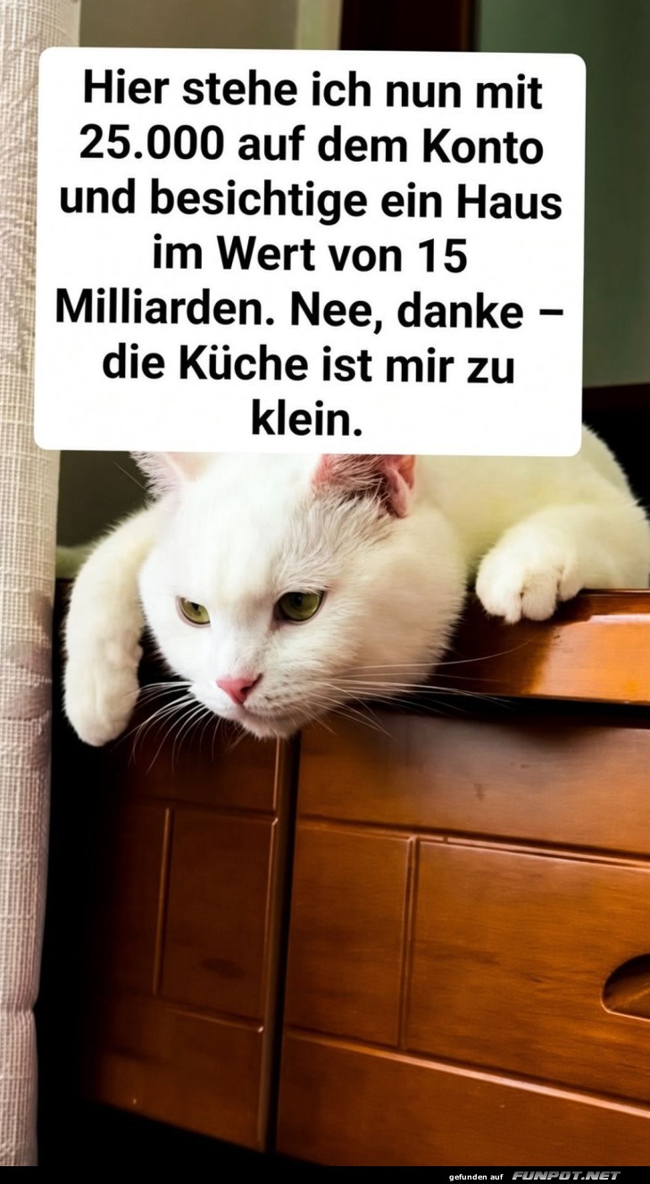 Selbstbewusster Kater mit teuren Träumen