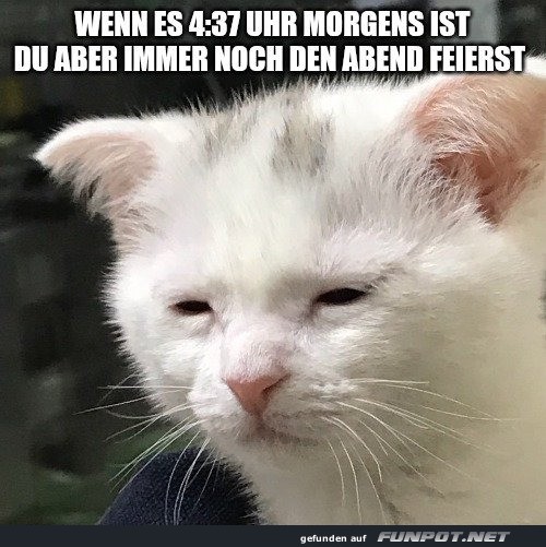Müde Katze am Morgen