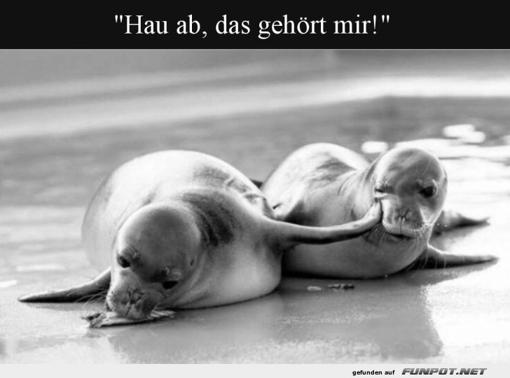 Robben-Raufen: Mein Fisch, mein Revier!