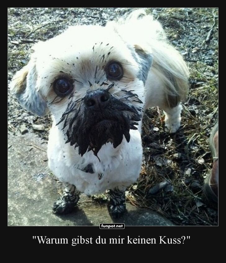 Schlammiges Hundegesicht: Kussbereit!