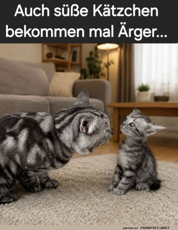 Katzenkonferenz: Unartiger Nachwuchs erwischt!