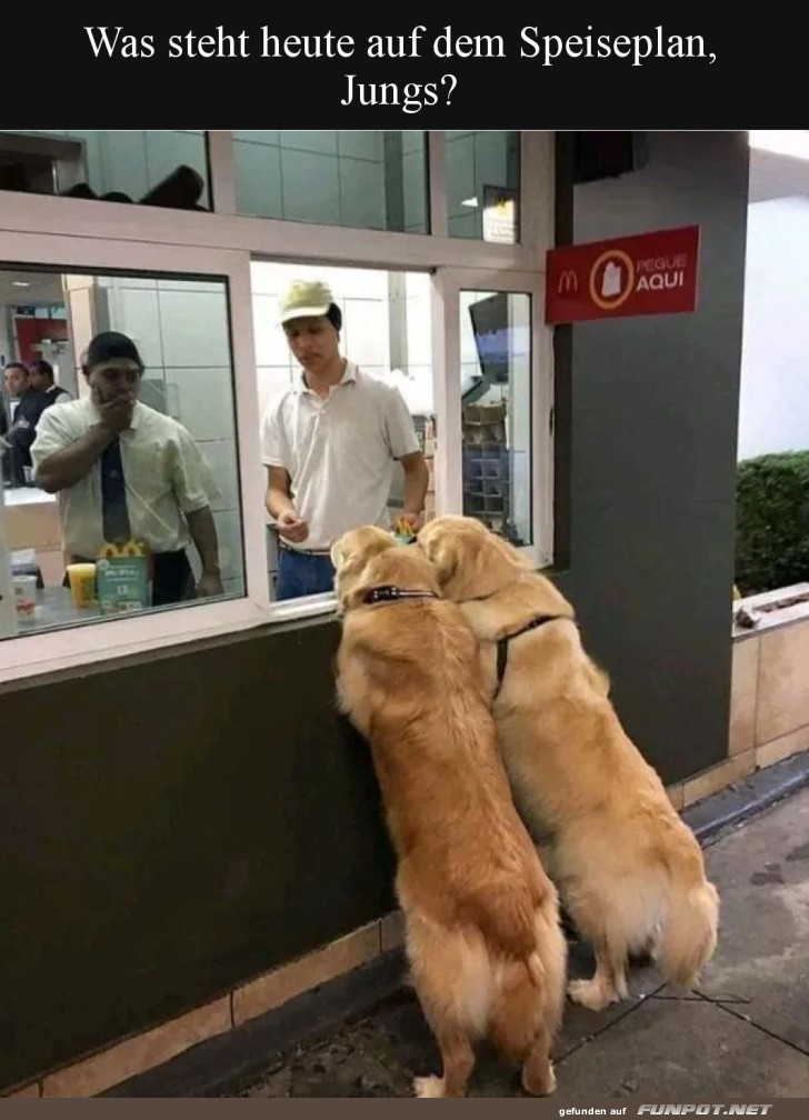 Zwei Hunde bestellen Fast Food