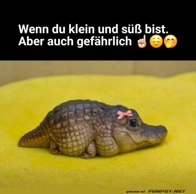 Gef�hrlich niedlich!