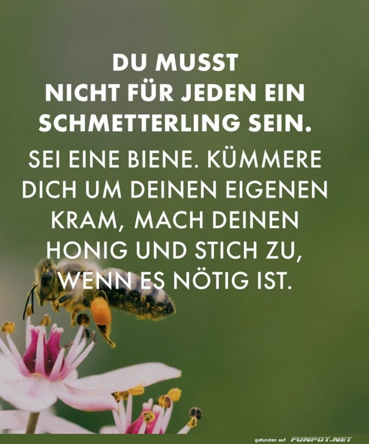 Sei die Biene, nicht der Schmetterling!