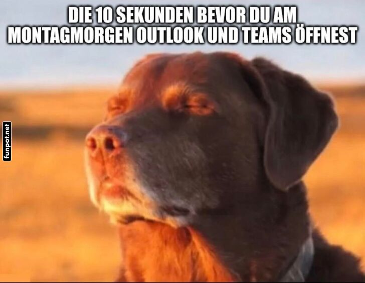 Zen-Hund vor dem Montagschaos
