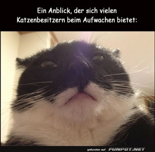 Morgens: Katzenselfie-�berraschung!