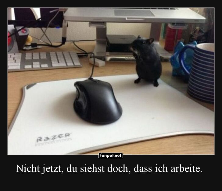 Maus bei der B�roarbeit erwischt!