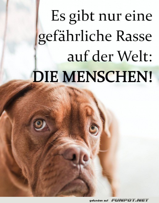 Eine gef�hrliche Rasse