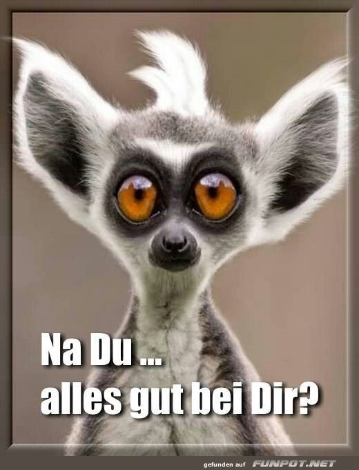 Wenn der Lemur mehr wei� als du denkst