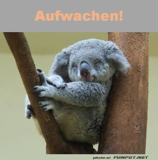 Aufwachen