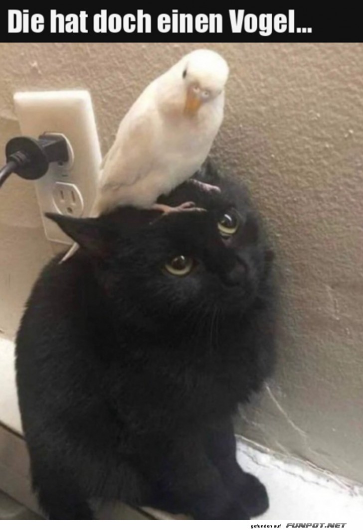Katze hat einen Vogel