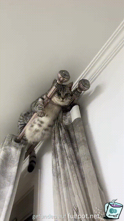 Katze hat besonderes Pl�tzchen