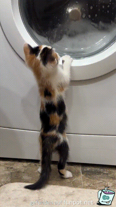 K�tzchen an der Waschmaschine