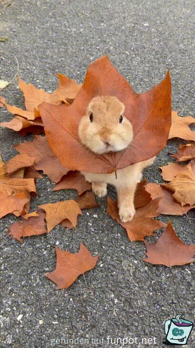 Herbst-Hase