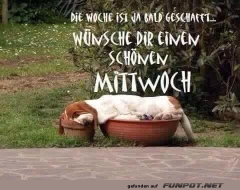 Mittwochs-Chill im Hundekorb