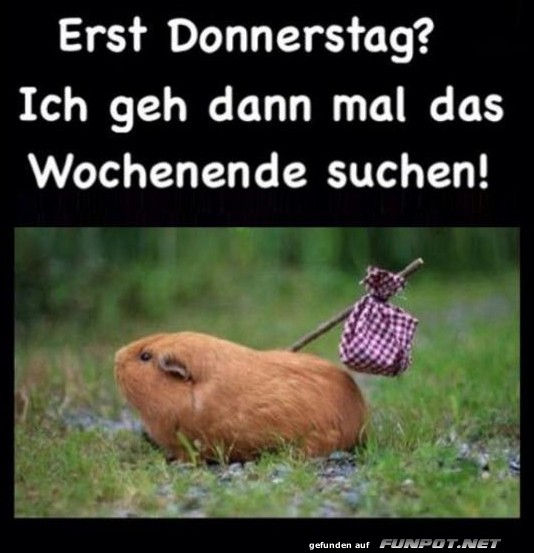 Donnerstag Blues: Auf zur Wochenend-Safari!