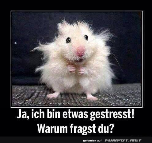 Wenn der Bad Hair Day zuschl�gt!