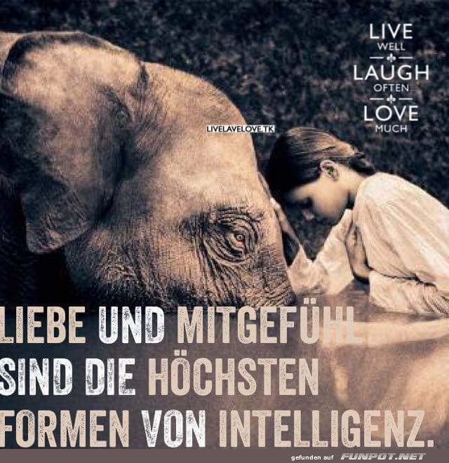 Intelligenz
