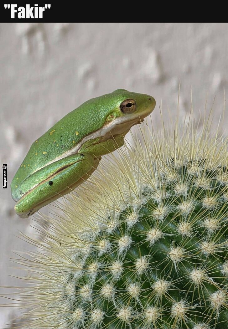 Frosch im Nadelbett: Ein stacheliges Abenteuer