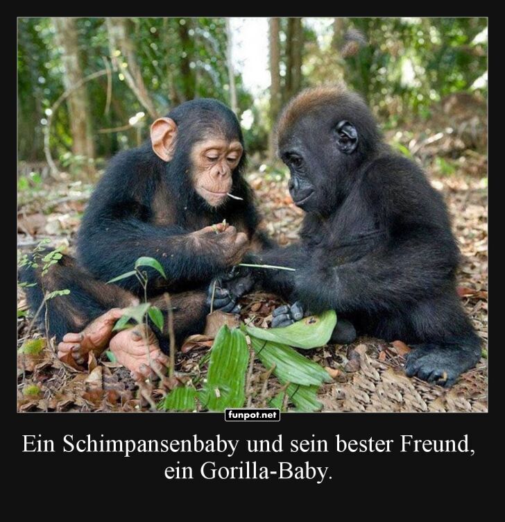 Affenfreundschaft beim Bl�tter-Tee