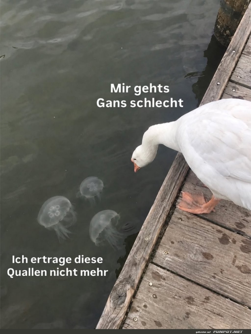 Gans-Psychologie: Wenn Quallen zu viel werden!