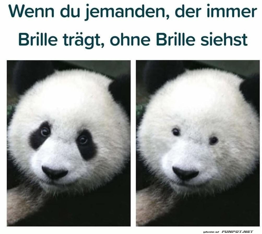 Panda Illusion: Der Brillenzauber!