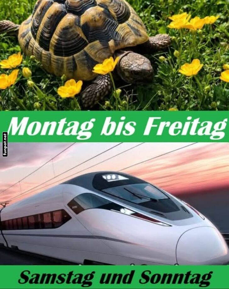 Entspannte Schildkr�te vs. Wochenend-Express!