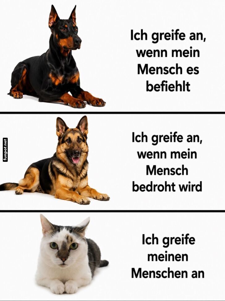 Dass Katzen ihre eigenen Regeln haben Dass Katzen ihre eigenen Regeln haben