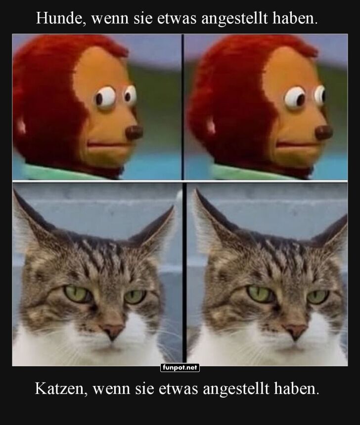 Wenn Tiere schuldig schauen... oder nicht! Wenn Tiere schuldig schauen... oder nicht!