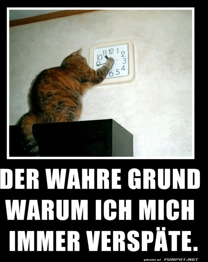 Katzenzeitmanagement 101: Immer zu spät!