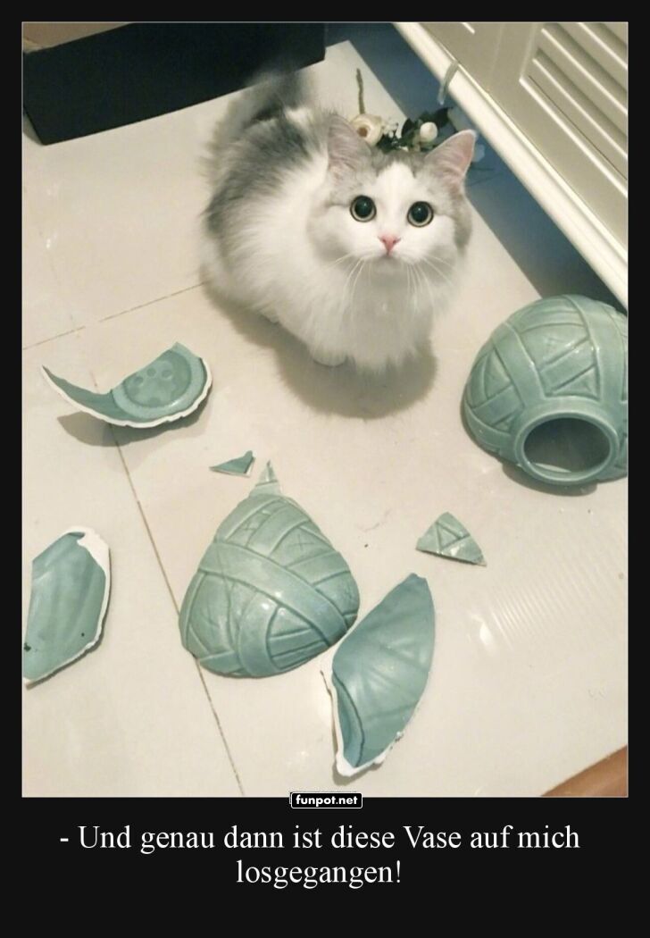 Vasen-Angriff auf Schmusekatze!
