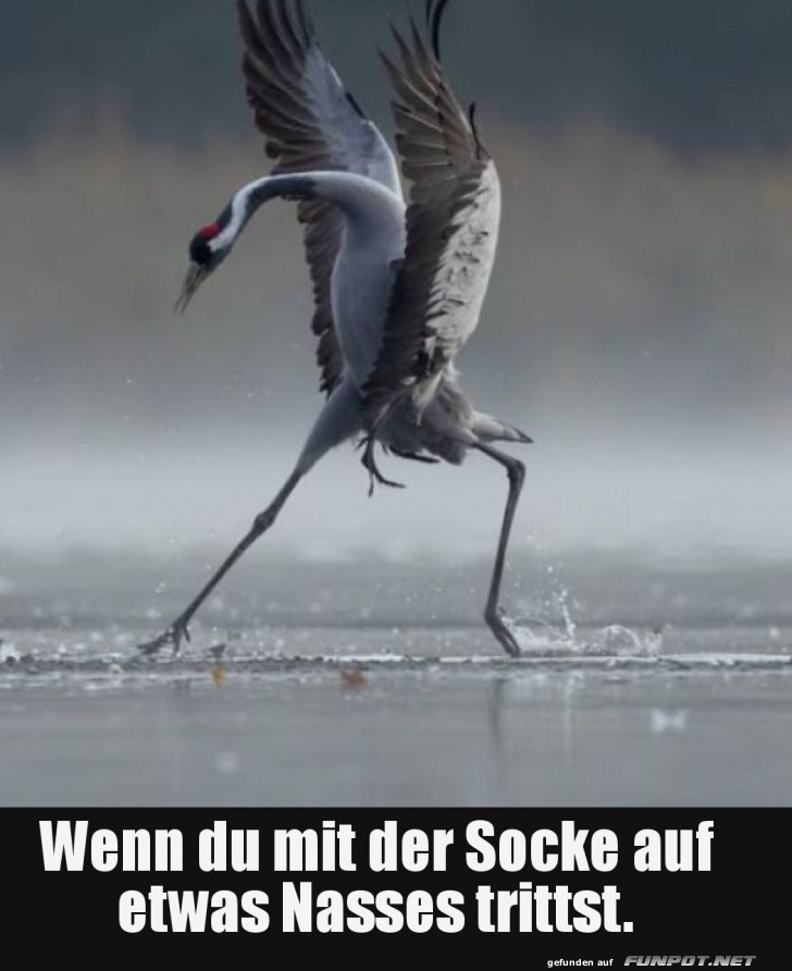 Der Stolper-Kranich-Move