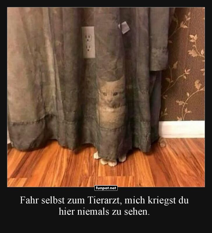 Perfektes Versteck für scheue Katzen Perfektes Versteck für scheue Katzen