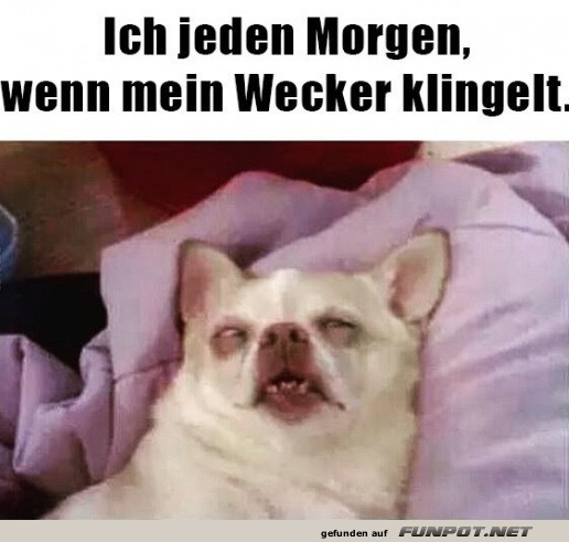 Wenn der Wecker dein Erzfeind wird