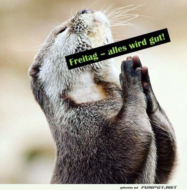 Ein Otter im Freitagsgebet