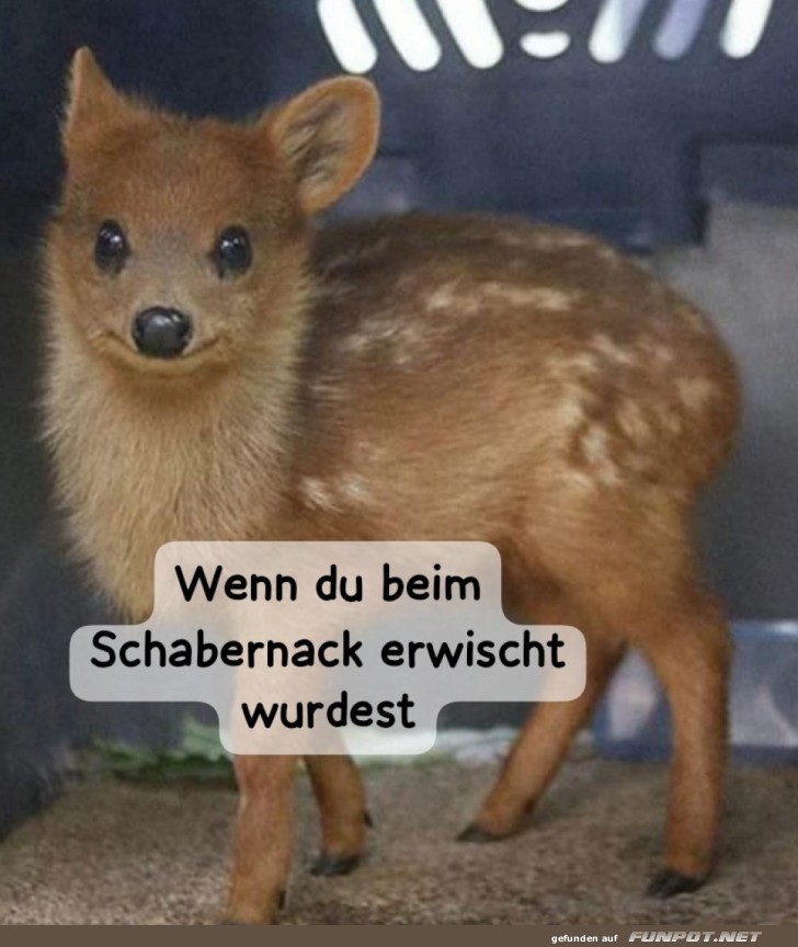 Erwischt! Ein süßes Reh in flagranti.