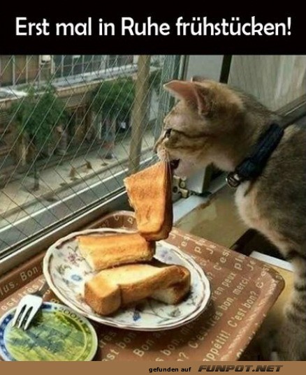 Kater Karl und das Frühstücksdebüt