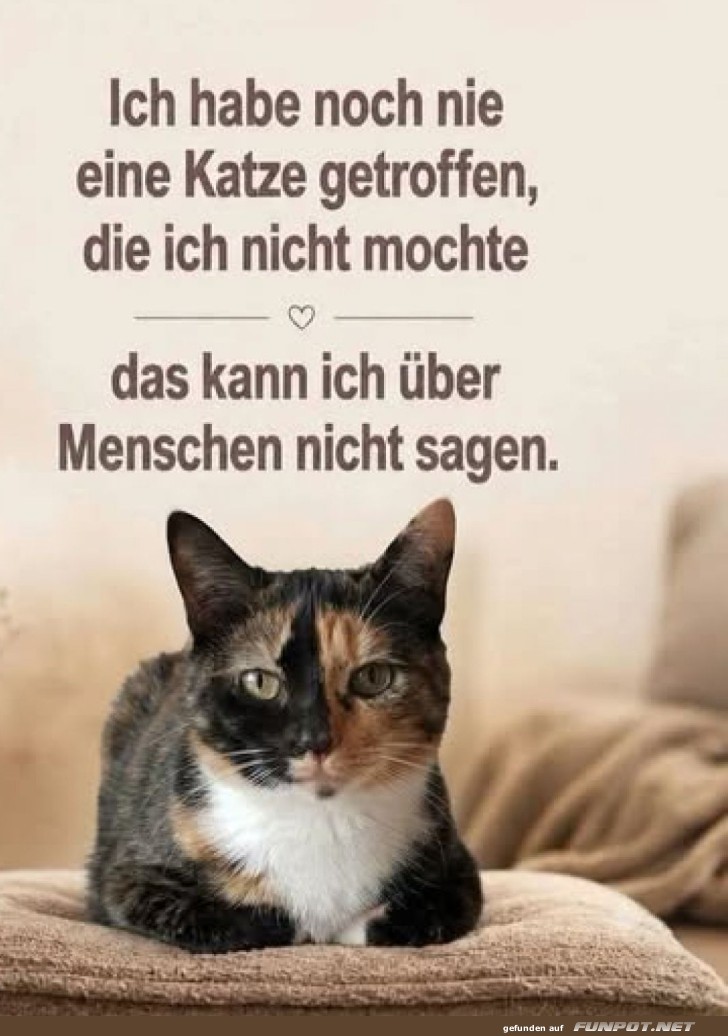 Katzenliebe: Ehrlich, Direkt und Flauschig