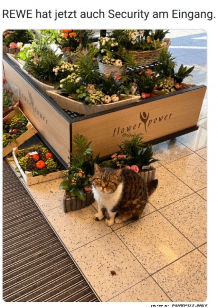 Katzenwächter schützt den Blumenladen!
