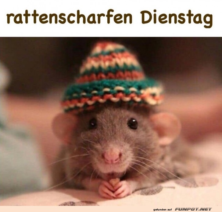 Rattenscharfer Style f�r Dienstag!